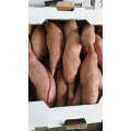 Fresh Sweet Potato Wholesale